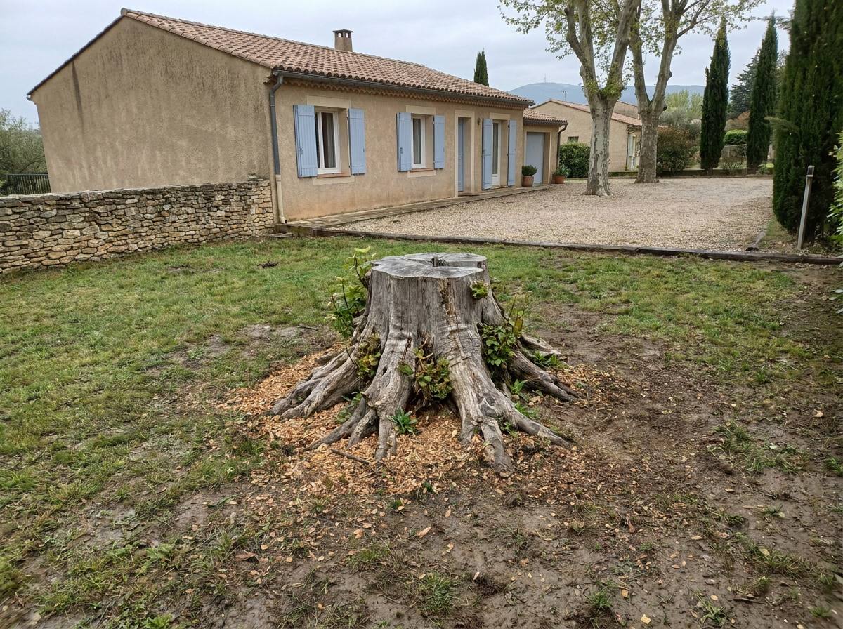 Dessouchage : avant les travaux